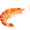 Prawns-Shrimp